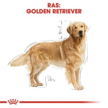 Ras golden retriever 16 kg