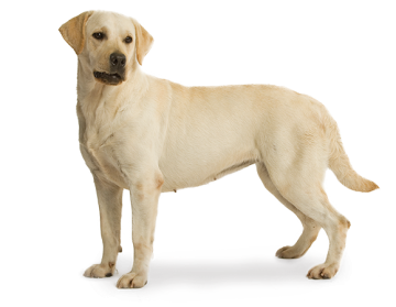 Royalcanin hond ht42d large dog